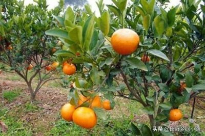 ​茂谷柑种植很简单，掌握这三方面，能达到更高的产量