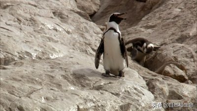 ​每日动物档案之非洲企鹅