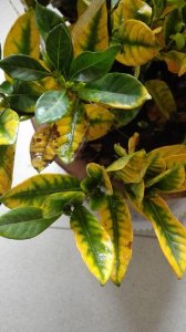 ​养花有黄叶子什么原因（家里的花叶子发黄是什么原因）