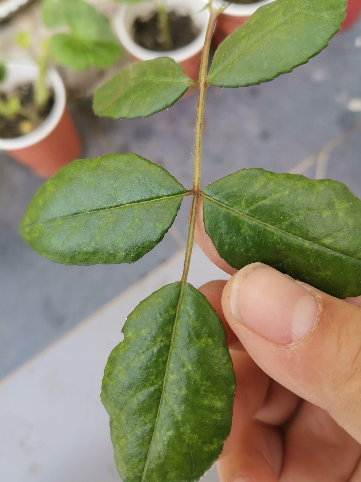 养花有黄叶子什么原因（家里的花叶子发黄是什么原因）