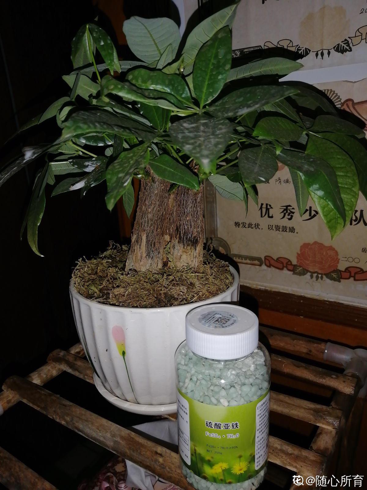 养花有黄叶子什么原因（家里的花叶子发黄是什么原因）