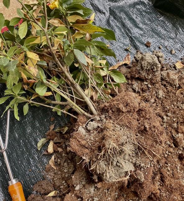 养花有黄叶子什么原因（家里的花叶子发黄是什么原因）