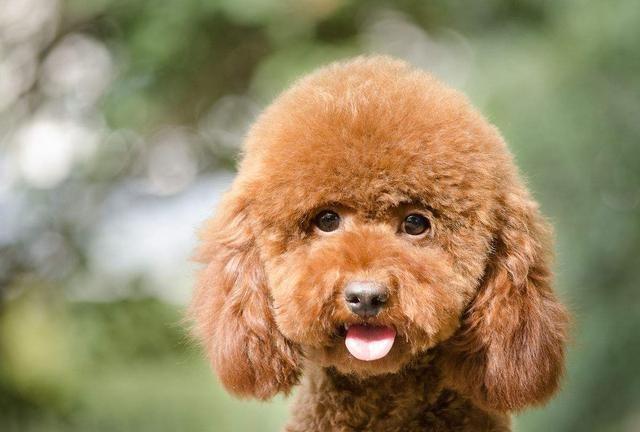 为什么每次回家泰迪犬总是很兴奋?这5个原因,让人觉得很暖心!