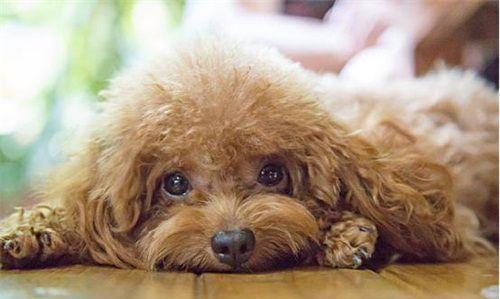 为什么每次回家泰迪犬总是很兴奋?这5个原因,让人觉得很暖心!