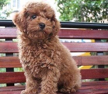 为什么每次回家泰迪犬总是很兴奋?这5个原因,让人觉得很暖心!