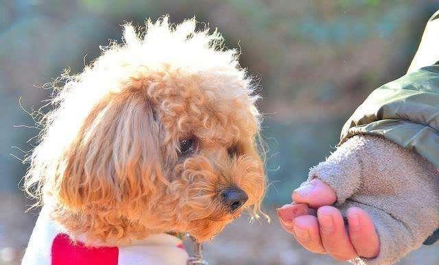 为什么每次回家泰迪犬总是很兴奋?这5个原因,让人觉得很暖心!