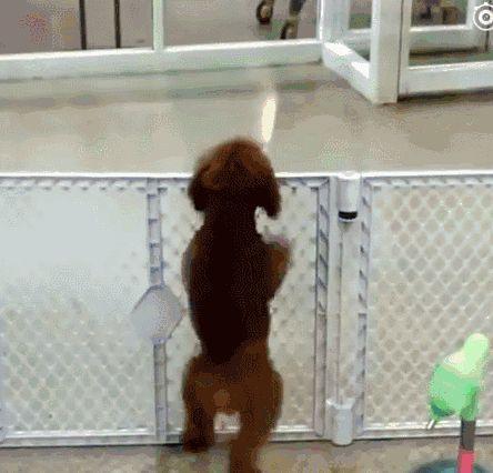 为什么每次回家泰迪犬总是很兴奋?这5个原因,让人觉得很暖心!