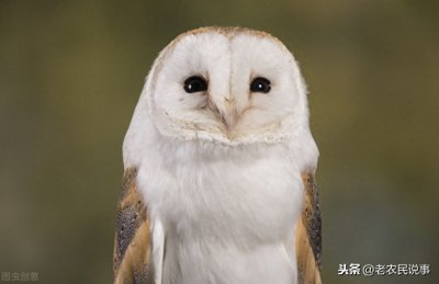 ​俗语“不怕猫头鹰叫，就怕猫头鹰笑”，为啥？3条依据，看完明白