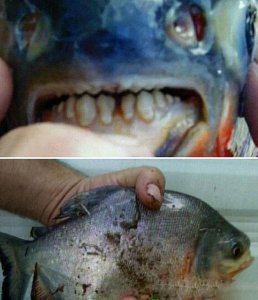 全球最恐怖的外星寄生虫入侵地球 人类玩完了!