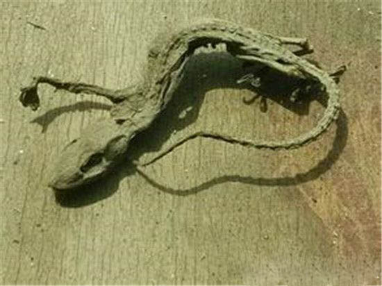 南极巨虫惊现南极洲冰下湖 南极人竟是外星寄生虫?