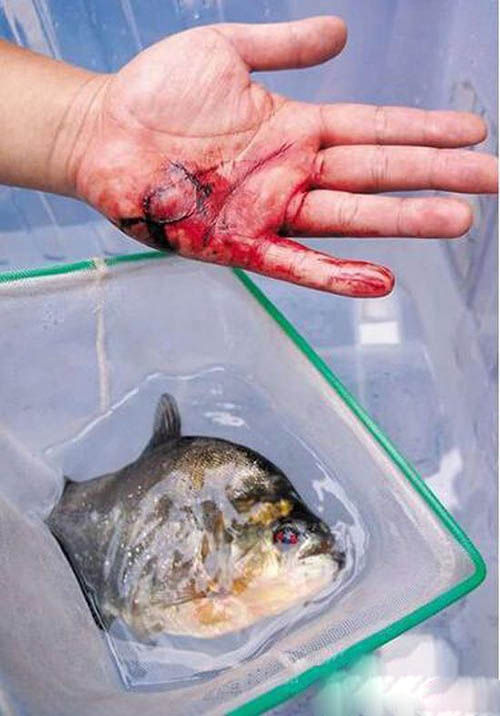 全球最恐怖的外星寄生虫入侵地球 人类玩完了!