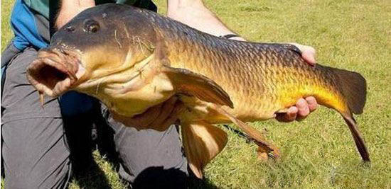 全球最恐怖的外星寄生虫入侵地球 人类玩完了!