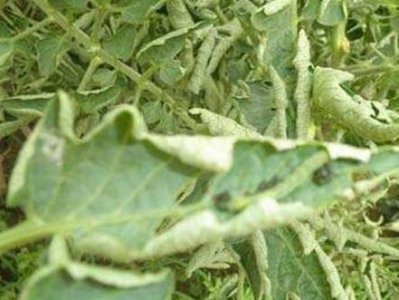 西红柿卷叶怎么办?有什么药可救?8种原因8种措施