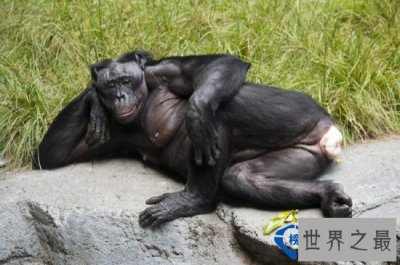 盘点动物界的十大奇葩恋