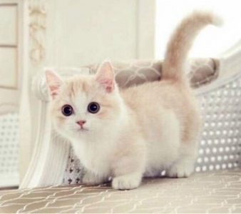 ​宠物怎么托运最安全最方便(宠物托运全攻略——拿成都举个栗子)