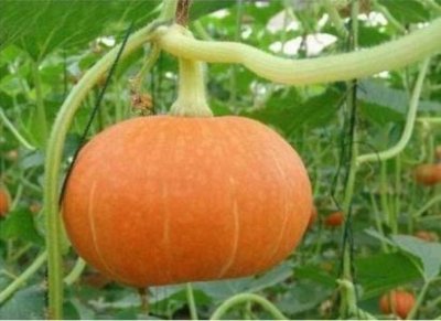 ​如何训练小猫使用猫砂盆？应该选择什么样的猫砂盆？