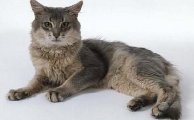 ​索马里猫是什么？索马里猫怎么养？