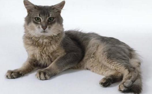 索马里猫是什么?索马里猫怎么养?