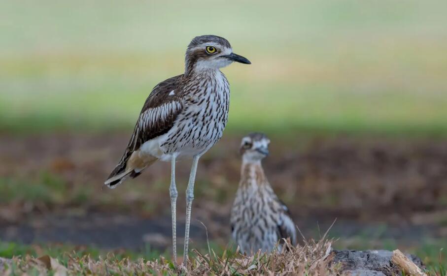 大石鸻特征介绍(大石鸻栖息地分布)(3)_