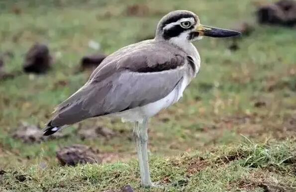 大石鸻特征介绍(大石鸻栖息地分布)(2)_