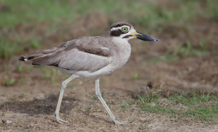 大石鸻特征介绍(大石鸻栖息地分布)(1)_
