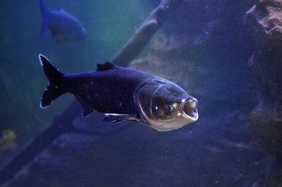 钓鱼攻略:浅谈手竿钓大胖头鱼,学会了这些技巧轻松钓到它