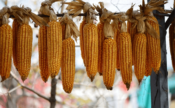 玉米种植技术与管理施肥(玉米的种植方法与时间)