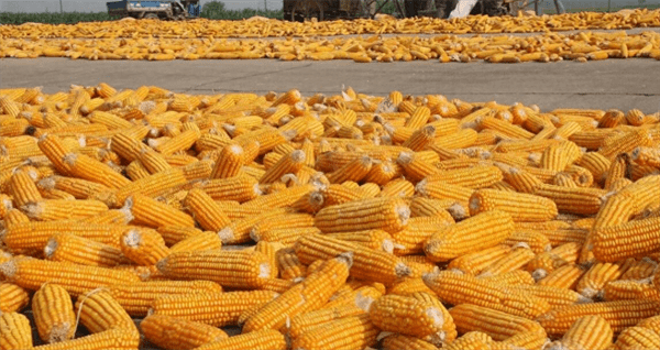 玉米种植技术与管理施肥(玉米的种植方法与时间)