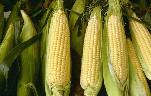 玉米种植技术与管理施肥(玉米的种植方法与时间)