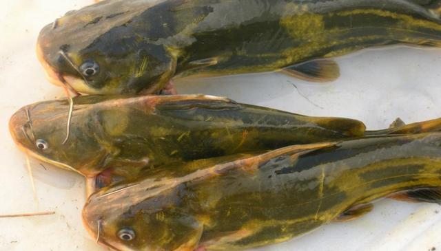 黄辣丁鱼的做法（黄辣丁5种最好吃的烹饪教程）