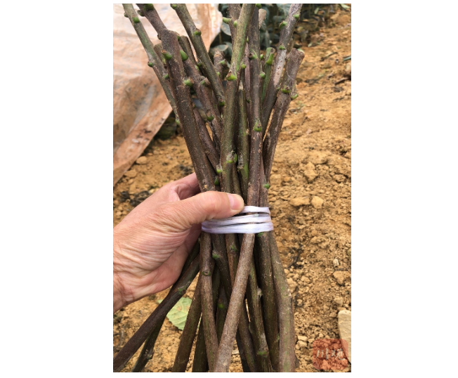 枇杷几年开花结果（追踪全球独有的春花枇杷）