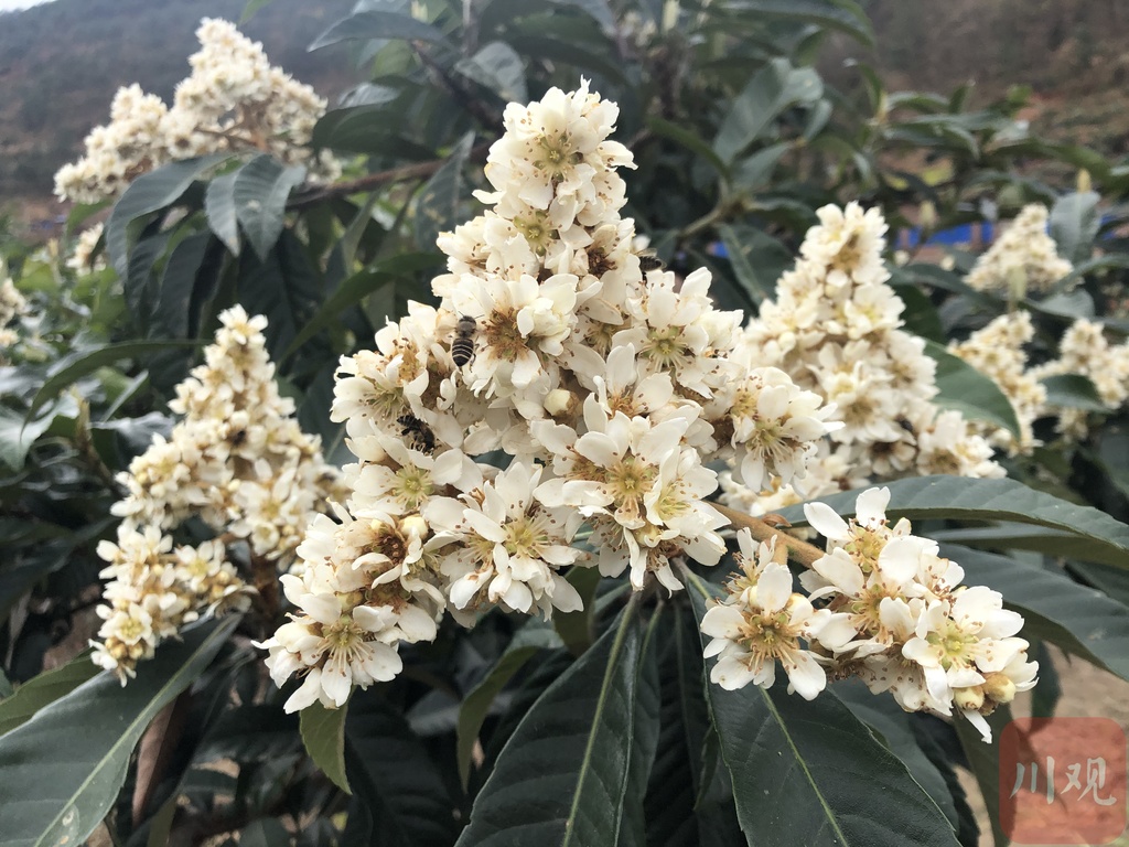 枇杷几年开花结果（追踪全球独有的春花枇杷）