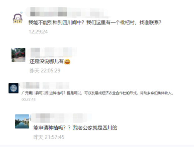 枇杷几年开花结果（追踪全球独有的春花枇杷）