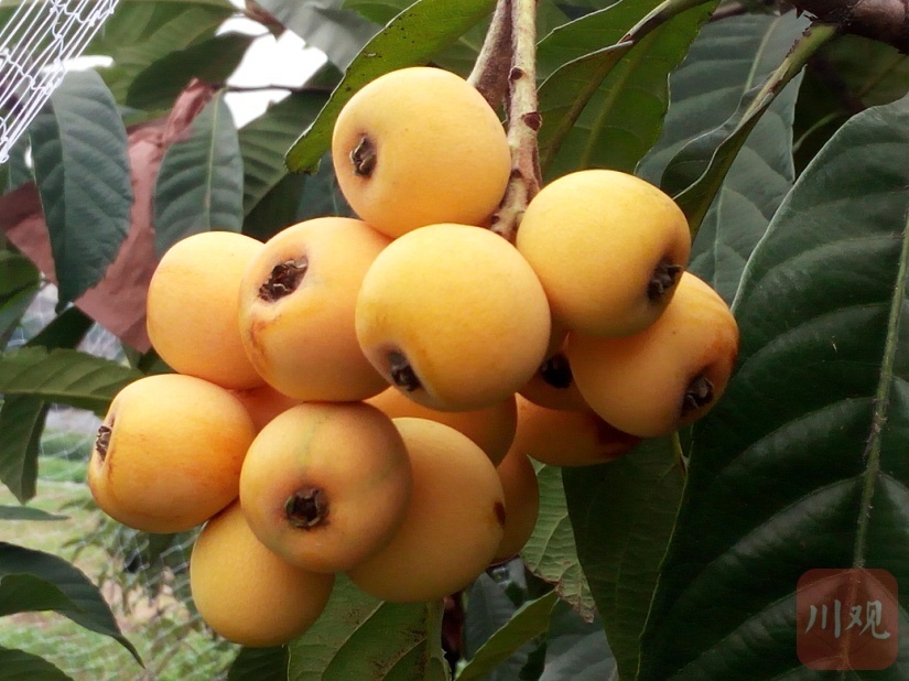 枇杷几年开花结果（追踪全球独有的春花枇杷）