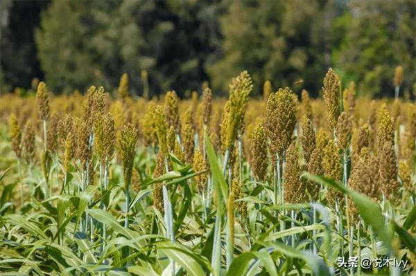 五谷杂粮是哪五种(稻,黍,稷,麦,菽分别是什么东西)