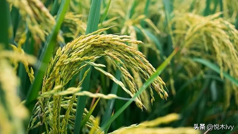 五谷杂粮是哪五种(稻,黍,稷,麦,菽分别是什么东西)