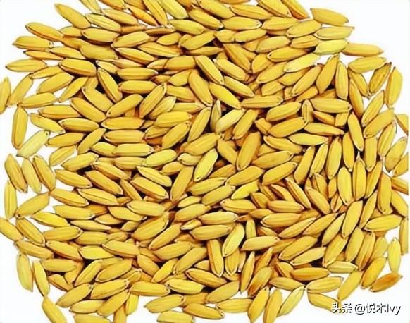 五谷杂粮是哪五种(稻,黍,稷,麦,菽分别是什么东西)