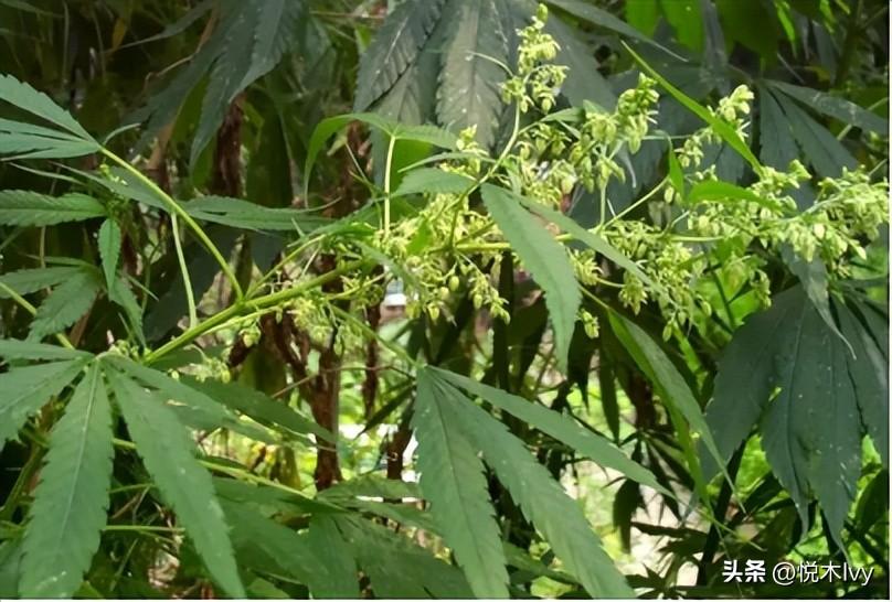 五谷杂粮是哪五种(稻,黍,稷,麦,菽分别是什么东西)