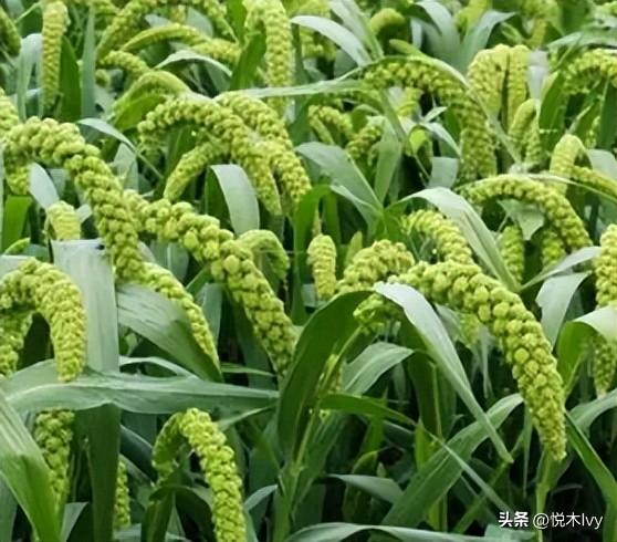 五谷杂粮是哪五种(稻,黍,稷,麦,菽分别是什么东西)