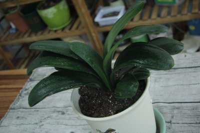 ​君子兰蝴蝶兰…想要开花50朵，必须给它冻一冻！