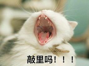 敲里lailai是什么意思？敲里lailai表情包无水印