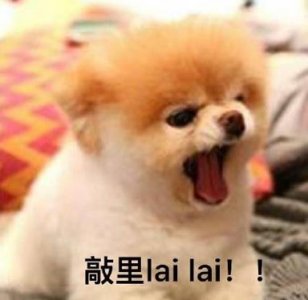 ​敲里lailai是什么意思？敲里lailai表情包无水印