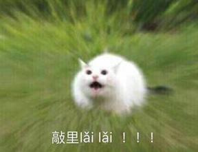 敲里lailai是什么意思？敲里lailai表情包无水印