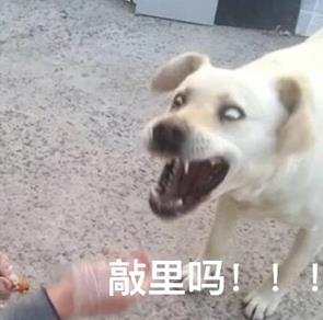 敲里lailai是什么意思？敲里lailai表情包无水印