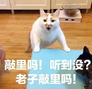 敲里lailai是什么意思？敲里lailai表情包无水印
