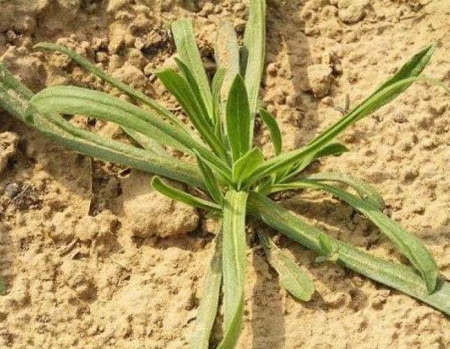 终于知道老百姓为什么爱吃这种野菜了！农村人的“小病”都靠它