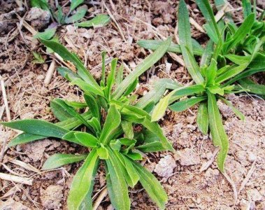 ​终于知道老百姓为什么爱吃这种野菜了！农村人的“小病”都靠它