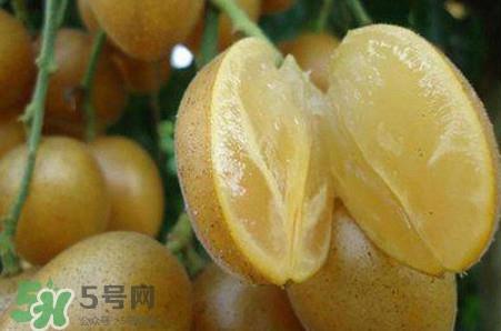 黄皮果品种有哪些？黄皮果哪个品种好吃