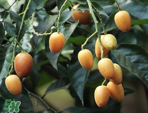 黄皮果品种有哪些？黄皮果哪个品种好吃