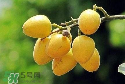 黄皮果品种有哪些？黄皮果哪个品种好吃